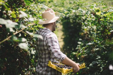 Hasır şapkalı yakışıklı çiftçi çiftlikte böğürtlen topluyor.