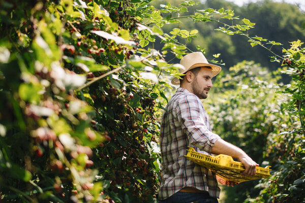 handsome farmer in straw hat harvesting blackberries on farm