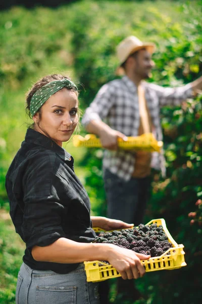 Young Couple Harvesting Blackberries Garden — Stock Photo, Image