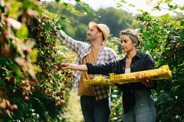 Pasangan Muda Panen Blackberry Kebun — Stok Foto