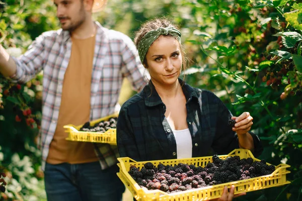 Pasangan Muda Panen Blackberry Kebun — Stok Foto