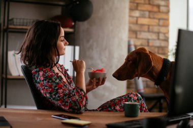 Adam dizüstü bilgisayarla çalışırken köpeğiyle yerde oynuyor. Samoe köpeğiyle oynayan adam..
