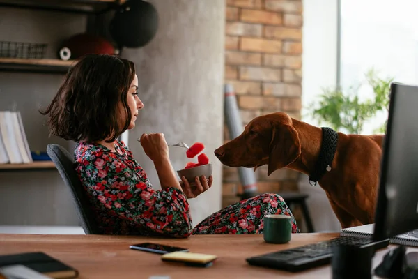 Homem Brincando Com Seu Cão Chão Enquanto Trabalhava Laptop Homem — Fotografia de Stock