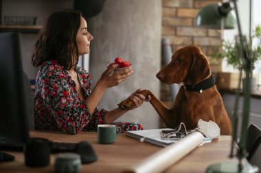 Adam dizüstü bilgisayarla çalışırken köpeğiyle yerde oynuyor. Samoe köpeğiyle oynayan adam..