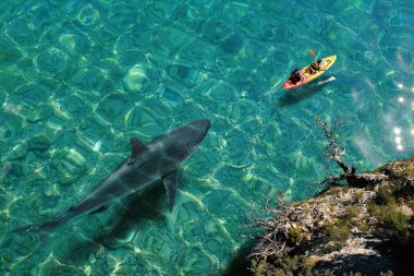Büyük beyaz köpekbalığının deniz kanosunun yanında yüzüşünün en üst görüntüsü. İki turist kristal berrak suda kano yaparken tehlikeli balıklar arkadan yaklaşıyor..