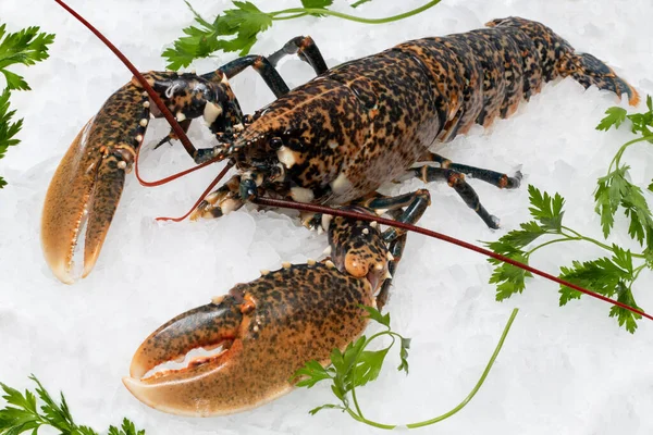 Nahaufnahme Von Frischem Amerikanischen Hummer Auf Crushed Ice Mit Grünen — Stockfoto