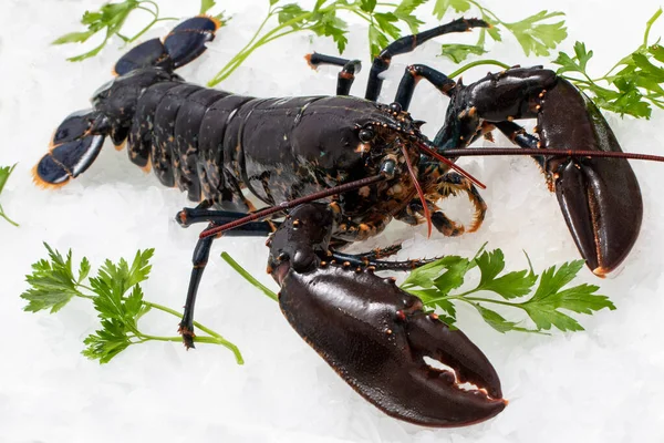 Nahaufnahme Von Frischem Amerikanischen Hummer Auf Crushed Ice Mit Grünen — Stockfoto