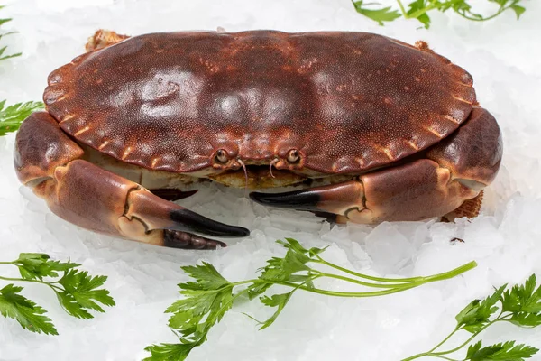 Close Huge Fresh Brown Crab Crushed Ice Green Decorative Parsley — Stock Photo, Image