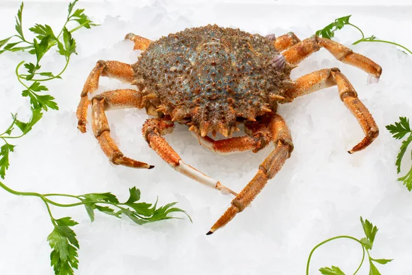 Nahaufnahme Einer Frischen Europäischen Spinnenkrabbe Auf Crushed Ice Mit Grünen — Stockfoto