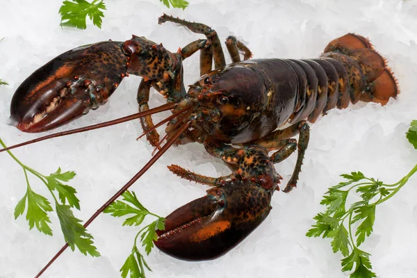 Nahaufnahme Von Frischem Amerikanischen Hummer Auf Crushed Ice Mit Grünen — Stockfoto