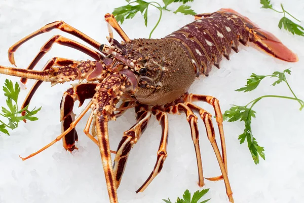 Nahaufnahme Von Frischem Stacheligen Steinhummer Auf Crushed Ice Mit Grünen — Stockfoto