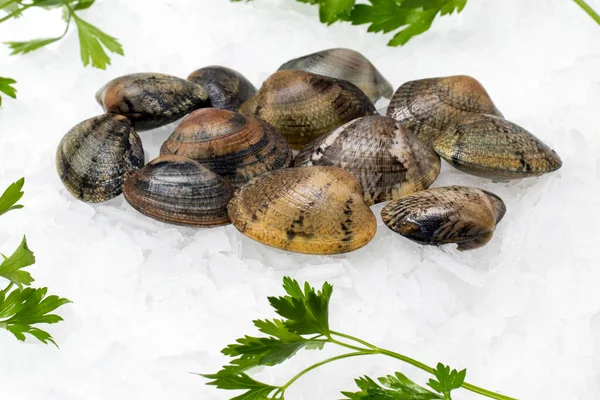 Close Von Frischem Salzwasser Gerillten Teppich Muscheln Auf Crushed Ice — Stockfoto