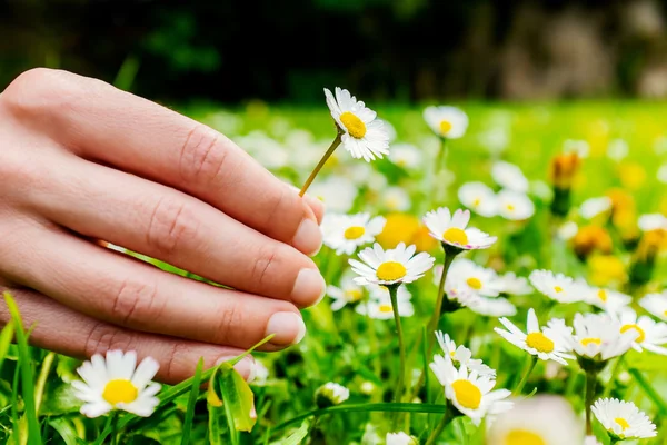 Femme cueillette de fleurs à la main . — Photo