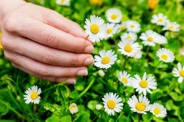 Macro gros plan de cueillette manuelle des fleurs . — Photo