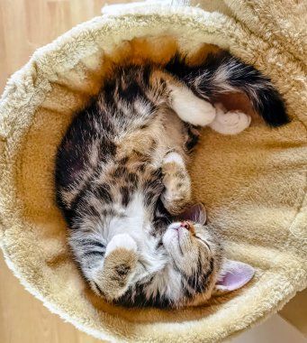 Uyuyan Norveç Ormanı (Norsk skogkatt veya skathe) yavru kedisi