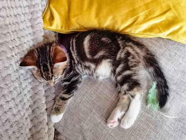 Dormir Noruego Bosque Norsk Skogkatt Skaukatt Bebé Gato —  Fotos de Stock