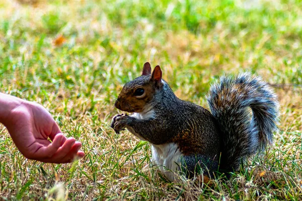 Fütterung Von Wilden Östlichen Grauhörnchen Sciurus Carolinensis London Vereinigtes Königreich — Stockfoto