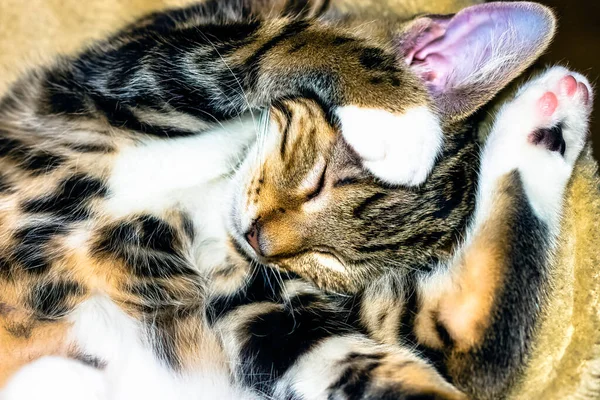 Dormire Norvegese Foresta Norsk Skogkatt Skaukatt Gatto Bambino — Foto Stock