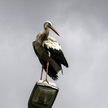 Sokak lambasında yetişkin beyaz leylek (Ciconia ciconia) - Choczewo, Pomerania, Polonya