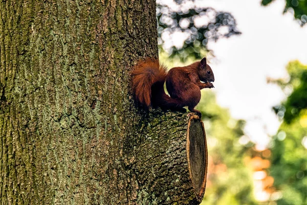 Esquilo Vermelho Selvagem Esquilo Vermelho Eurasiano Sciurus Vulgaris Árvore Parque — Fotografia de Stock