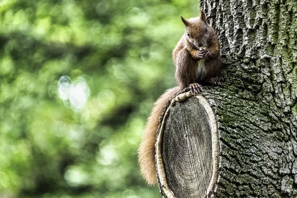 Rotes Eichhörnchen Oder Rotes Eichhörnchen Sciurus Vulgaris Auf Dem Baum — Stockfoto