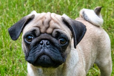 Yürüyüşteki köpek yavrusu - Grodzisk Mazowiecki, Masovia, Polonya