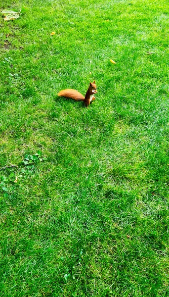 Wild Red Squirrel Eurasian Red Squirrel Sciurus Vulgaris Kampinos National — 스톡 사진