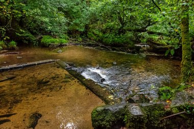 Kennall Vale Doğa Koruma Alanı, Ponsanooth, Cornwall, Birleşik Krallık