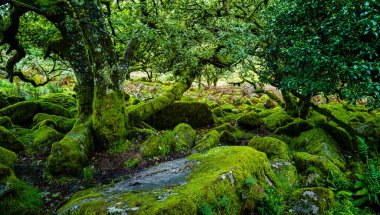 Wistman 's Wood Ulusal Doğa Rezervi - Batı Dart Nehri vadisi, Dartmoor, Devon, Birleşik Krallık' taki mistik yüksek irtifa odun ağacı