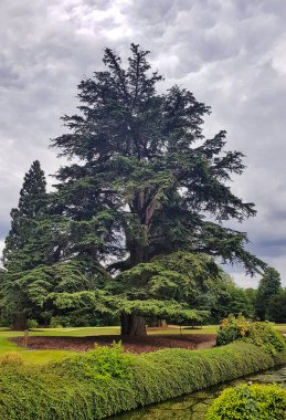Lübnan veya Lübnan sedir ağacı olarak bilinen Cedrus libani ağacı Denham Country Park, Hillingdon, Londra, İngiltere