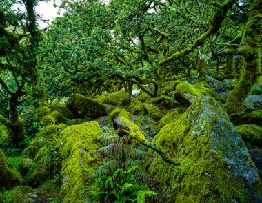 Wistman 's Wood Ulusal Doğa Rezervi - Batı Dart Nehri vadisi, Dartmoor, Devon, Birleşik Krallık' taki mistik yüksek irtifa odun ağacı