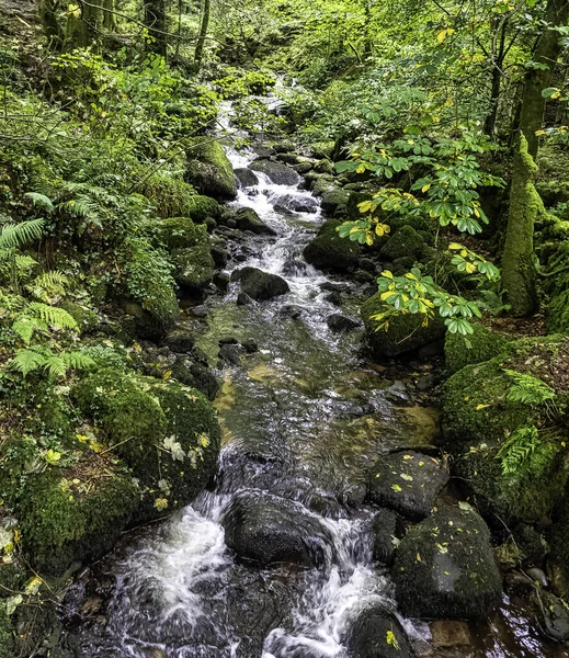 Kennall River Kennall Vale Nature Reserve Ponsanooth Cornwall Verenigd Koninkrijk — Stockfoto