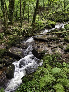 Kennall Vale Doğa Koruma Alanı, Ponsanooth, Cornwall, Birleşik Krallık