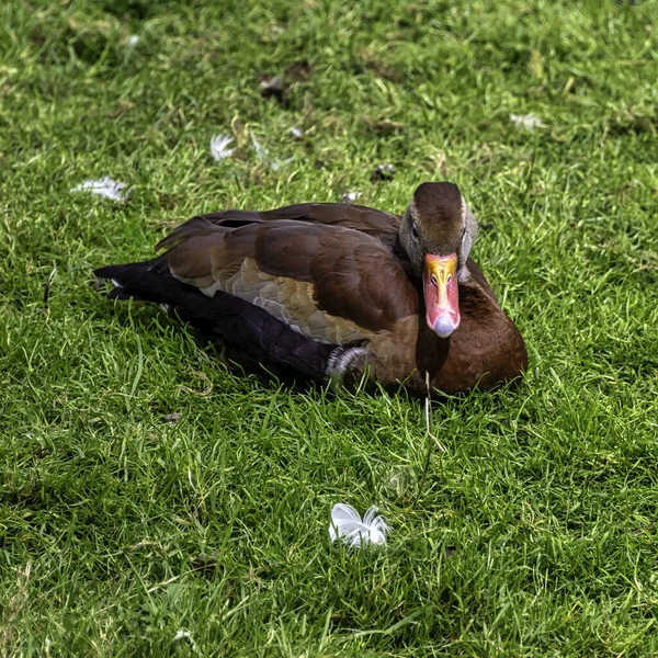 Pato Barriga Preta Dendrocygna Autumnalis Anteriormente Chamado Pato Barriga Preta — Fotografia de Stock