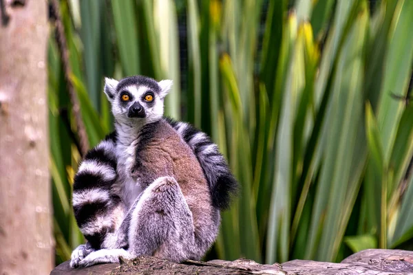Ringsvansad Lemur Lemur Catta Stor Strepsirhine Primat Som Kallas Maky Royaltyfria Stockfoton