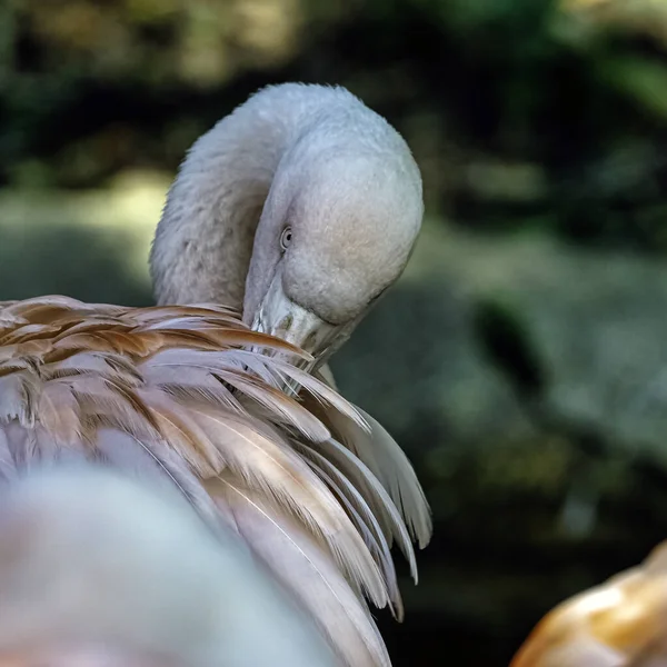 Der Große Flamingo Phoenicopterus Roseus Ist Die Weitesten Verbreitete Und — Stockfoto