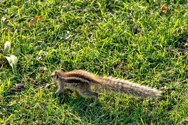 Indisches Palmenhörnchen Oder Dreistreifiges Palmenhörnchen Funambulus Palmarum Neu Delhi Indien — Stockfoto