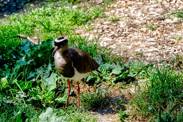 Crowned Lapwing Vanellus Coronatus Known Crowned Plover Kenya — Stock Photo, Image