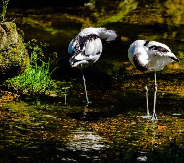 Pied avocet (Recurvirostra avosetta) - büyük siyah ve beyaz yağmurluk 