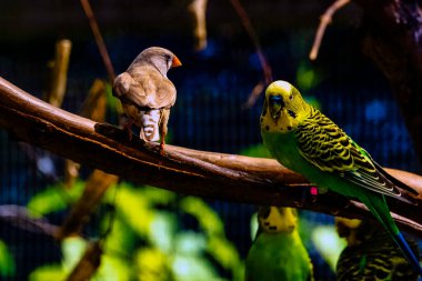 Melopsittacus undulatus budgerigar olarak bilinir ve Taeniopygia guttata Zebra ispinozu olarak bilinir.