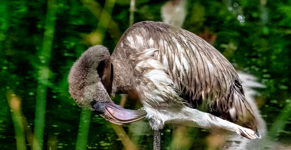 Grand Bébé Flamant Rose Phoenicopterus Roseus Est Espèce Répandue Grande — Photo