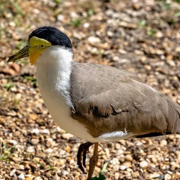 Vanellus Miles Known Masked Lapwing Masked Spur Winged Plover Large — Stock Photo, Image