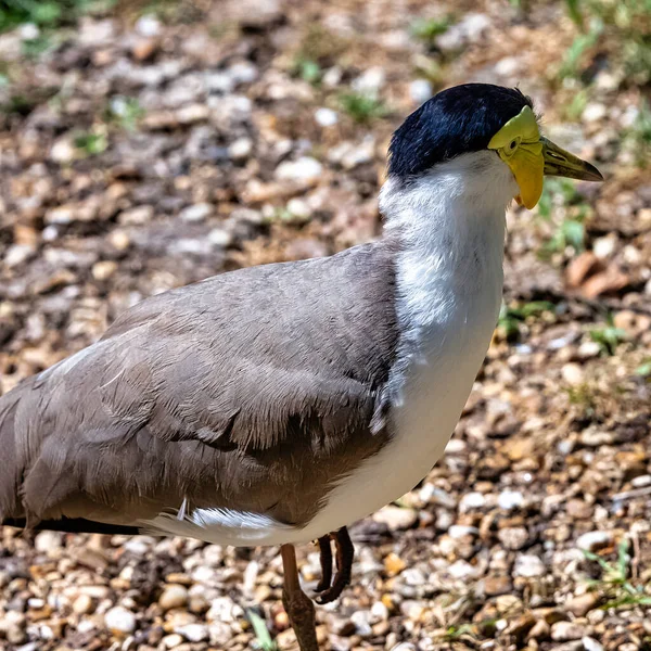 Vanellus Miles Known Masked Lapwing Masked Spur Winged Plover Large — Stock Photo, Image