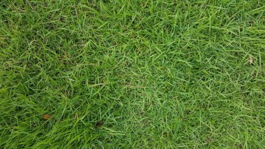 Yakın çekim doğal yeşil çimen