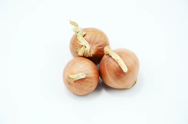 Shallot. —  Fotos de Stock