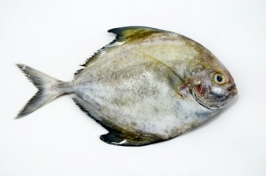 siyah pomfret