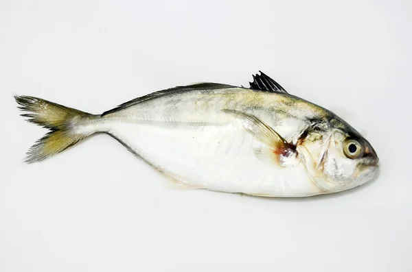 Свежая рыба — стоковое фото