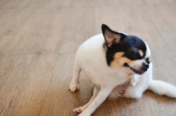 Chihuahua Dog Relax — Stock Photo, Image