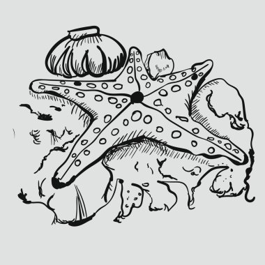 Doodle denizyıldızı ile deniz hayvanı kabuğu