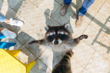 Arka ayakları üzerinde duran sevimli küçük bir rakun kucaklaşma çağrısında bulunarak ön ayaklarını kaldırdı.